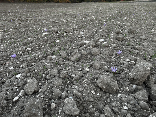 Προετοιμασία αγροτεμαχίου για καλλιέργεια