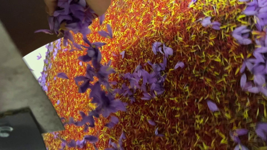 Διαδικασία συγκομιδής κρόκου και επεξεργασίας σαφράν