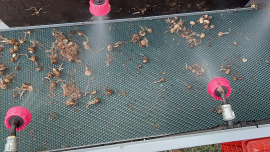 Αυτοματοποιημένη μέθοδος ψεκασμού βολβών