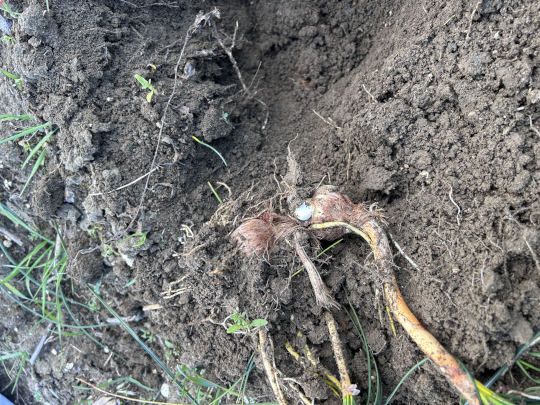 Τρόπος δράσης μυκόρριζας στις ρίζες του κρόκου