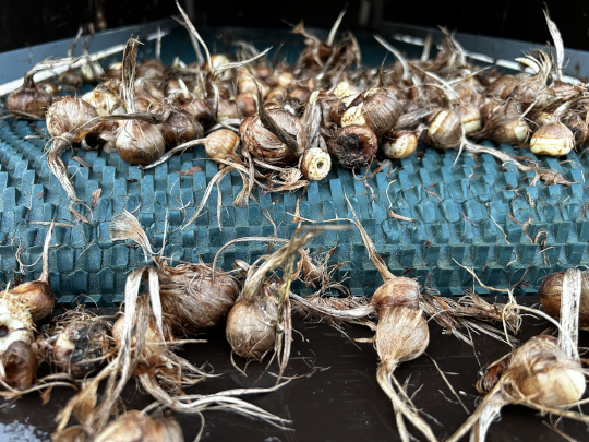 Πρόβλημα ριζοκτονίας σε καλλιέργειες κρόκου